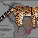 Дымчатая тигровая кошка: открыт новый вид кошек