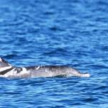 В Австралии обнаружили дельфина с необычным окрасом