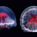 Медуза Георгиевского креста (Santjordiapagesi) - так исследователи назвали новый вид медуз