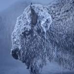 Завораживающие кадры зимы в Йеллоустонском национальном парке