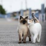 Причудливая сторона кошек в фотографиях Масаюки Оки