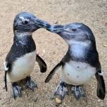 Частично ослепшему пингвину помогает сородич-поводырь