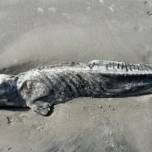 На берегу Южной Каролины нашли мумию дельфина