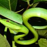 Биологи объяснили разнообразие змей