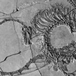 Ученые обнаружили окаменелого «китайского дракона»