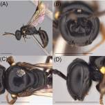 Новые виды пчел подсказали решение загадки Миченера