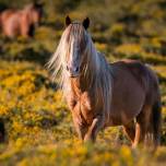 Лошади оказались способны различать эмоции человека по запаху