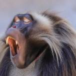 Гелады, как и люди, умеют громко зевать