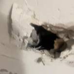 В США рабочие делали ремонт и замуровали в стене кота