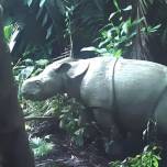 Детеныша редкого яванского носорога заметили в Индонезии