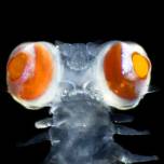 Необычно огромные глаза многощетинкового червя связали с ультрафиолетовой биолюминесценцией