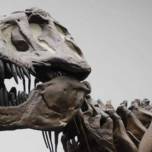 Палеонтологи оспорили гипотезу о развитом интеллекте тираннозавров
