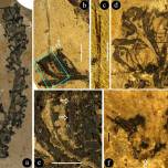 Палеонтологи нашли растение с новым половым органом