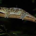 Геккон geckolepis megalepis