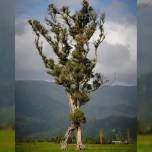 Новозеландцы выбрали дерево года