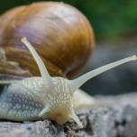 Виноградная улитка (лат. Helix pomatia)