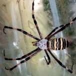 Аргиопа брюнниха, или паук-оса (лат. argiope bruennichi)