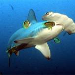 АКУЛА-МОЛОТ (SCALLOPED HAMMERHEAD)