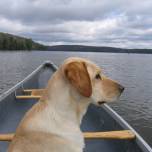 Лабрадор, (labrador) - водяная собака