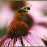 ЭХИНАЦЕЯ (Echinacea) КРАСИВОЕ И ПОЛЕЗНОЕ РАСТЕНИЕ