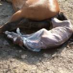 Фотографии лошади от зачатия до рождения 