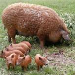 "СВИНЬИ-ОВЦЫ" ИЛИ ШЕРСТИСТЫЕ СВИНЬИ (Mangalitza)