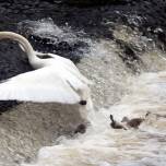 Водный прорыв: первая прогулка лебединой семьи