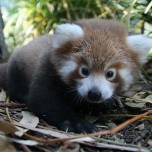 Красная панда или кошка-медведь (ailurus fulgens)