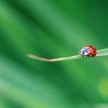 Божья коровка (coccinellidae) 