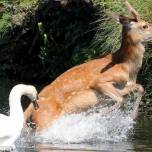 Рассерженный лебедь выгоняет оленя из своего пруда