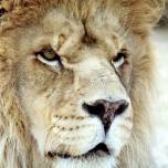 Берберийский или атласский лев (panthera leo leo)
