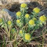 Золотой корень или родиола розовая (rhodiola rosea l.)