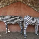 Для любителей животных и осел, сойдет за зебру…