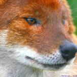 Дхоль или красный волк (cuon alpinus)
