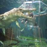 Экстремальное знакомство с гребнистым крокодилом (saltwater crocodiles)