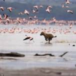Охота гиены на розовых фламинго