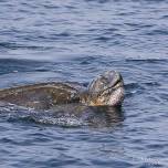 Кожистая черепаха (dermochelys coriacea)