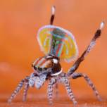 Павлиний паук (maratus volans)