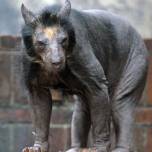 Очковые медведи в зоопарке лейпцига неожиданно облысели