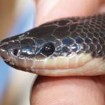 МЕКСИКАНСКИЙ ЗЕМЛЯНОЙ ПИТОН ИЛИ ДВУЦВЕТНАЯ ЗМЕЯ (Loxocemus bicolor)