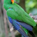 Зелёно-Красный благородный попугай или двухцветный попугай (eclectus roratus)