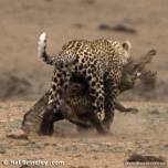 Леопард атакует крокодила. африканская история в фото.