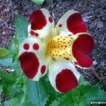 Мимулюс гибридный (mimulus x hybridus) или губастик