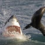 Атака белой акулы на тюленя