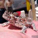 Молох (moloch horridus) или колючий дьявол