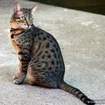 Египетская кошка мау