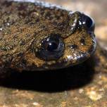 Лягушка (barbourula kalimantanensis), которая дышит без легких
