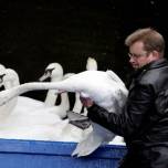 Городской совет гамбурга отправил лебедей на зимовку