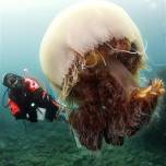 Нашествие гигантских медуз в японском море
