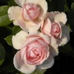 Сад роз пегги рокфеллер
